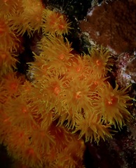 Tubastraea coccinea