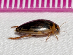 Coptotomus longulus