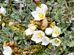 Gentianella bellidifolia
