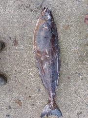 Icosteus aenigmaticus