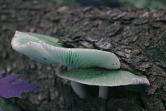 Megacollybia