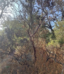 Arctostaphylos regismontana