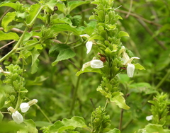 Poikilacanthus glandulosus