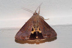 Hypocala deflorata
