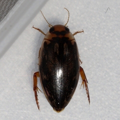 Coptotomus