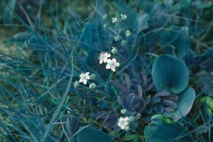 Sibbaldiopsis tridentata