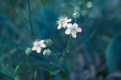 Sibbaldiopsis tridentata