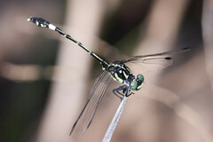 Austroepigomphus praeruptus