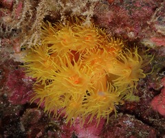 Tubastraea coccinea