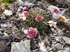 Armeria curvifolia