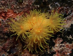 Tubastraea coccinea