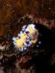 Hypselodoris imperialis