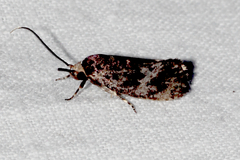 Pycnocera hypoxantha