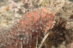 Apostichopus parvimensis