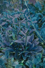 Solidago randii