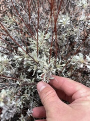 Eriogonum tenellum
