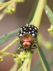Diphucrania leucosticta