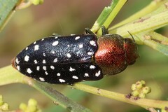Diphucrania leucosticta
