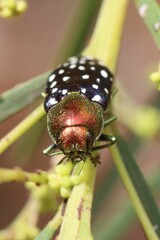 Diphucrania leucosticta