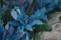 Solidago randii