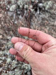 Eriogonum tenellum