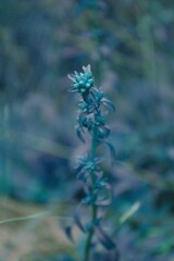 Solidago randii