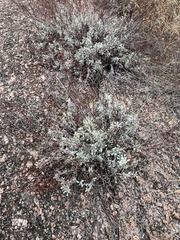 Eriogonum tenellum