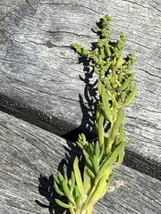 Suaeda australis