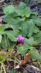Viola confusa