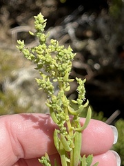 Suaeda australis