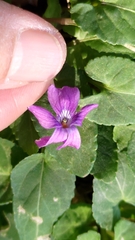 Viola confusa