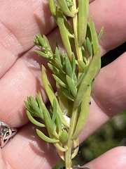Suaeda australis