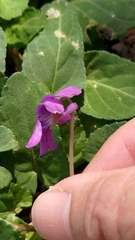 Viola confusa