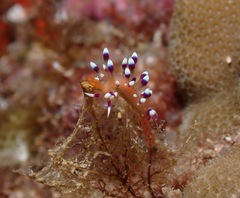 Coryphellina exoptata