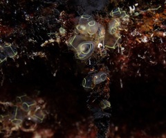 Clavelina