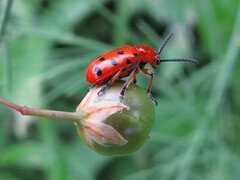 Crioceris duodecimpunctata
