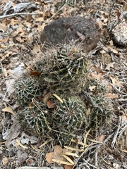 Hamatocactus setispinus