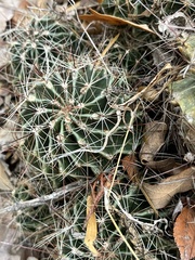 Hamatocactus setispinus