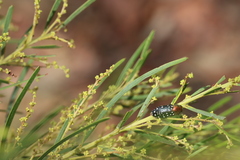 Diphucrania leucosticta