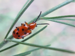 Crioceris duodecimpunctata