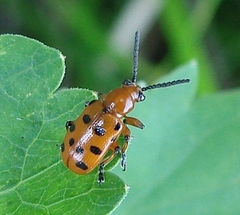 Crioceris duodecimpunctata