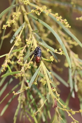 Diphucrania leucosticta