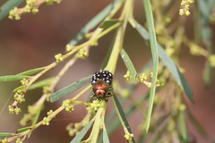 Diphucrania leucosticta
