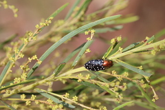 Diphucrania leucosticta