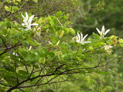Bauhinia forficata