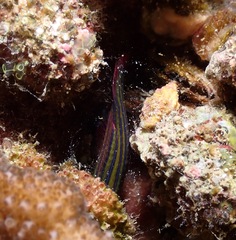 Pseudocheilinus tetrataenia