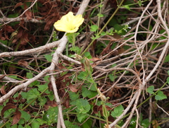 Modiolastrum malvifolium