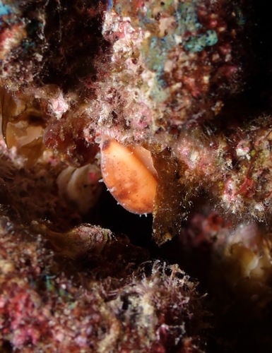 Purpuradusta fimbriata observed 2023-01-28