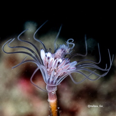 Ectopleura