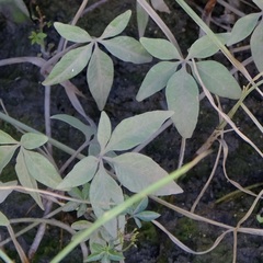 Ipomoea heptaphylla